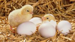 Как выглядит оплодотворенное яйцо у курицы
