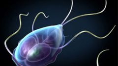 How to look Giardia in the stool