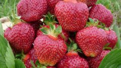 What variety of strawberry is the earliest