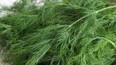 How to dry dill for winter