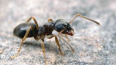 How to get rid of ants in the home garden