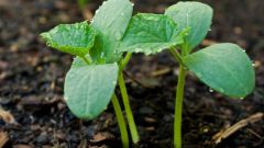 How to plant cucumber seeds seedlings
