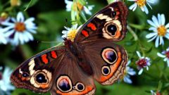 Как привлечь в сад бабочек: оформление пестрой клумбы