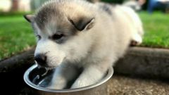 Каким кормом кормить собаку