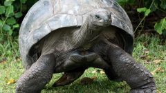 Сколько живут гигантские черепахи