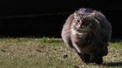 С какой скоростью может бегать кошка