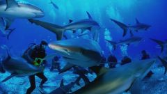 Есть ли акулы в Средиземном море