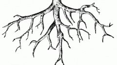 Какие функции у корня растения