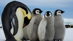 What animals live at the South pole