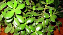 What are the medicinal properties from money tree