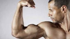 Самые сильные мышцы в теле человека