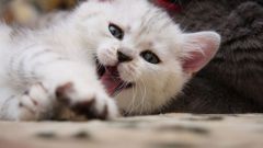 Как  меняются зубы у котят