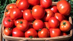 Как вырастить томаты на семена