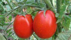 When to plant tomatoes in the ground