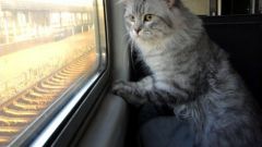What documents are needed to transport cats on the train