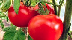Какие сорта томатов выбрать для посадки