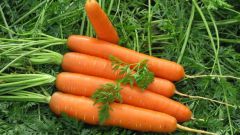 Как посадить морковь на семена