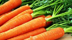 Как подготовить семена моркови к посадке
