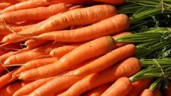 Как выбрать лучшие семена моркови