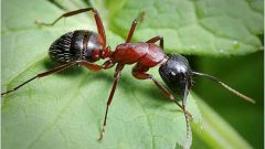 Как избавиться от муравьев на огороде