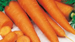 Как получить морковь на семена