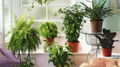 Как выбрать грунт для домашних растений