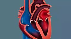 Как работают клапаны сердца