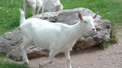 Как кормить беременных коз