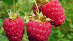 How to handle raspberries
