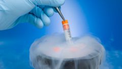 Как долго хранятся эмбрионы для ЭКО