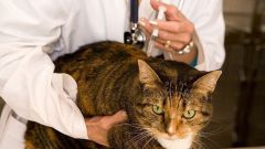 Какими болезнями болеют кошки