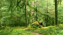 Почему леса называют зелеными легкими