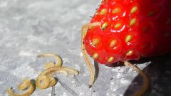 How to deal with worms in strawberries