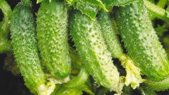 How to grow cucumbers from seed