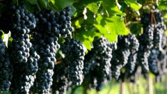 How to pour fertilizer for grapes