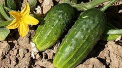 What land is needed for cucumbers