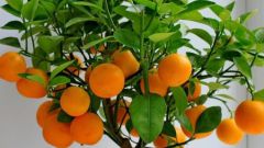 Как растет апельсин 