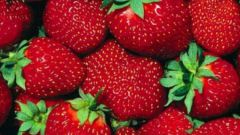 What strawberries bear fruit all year