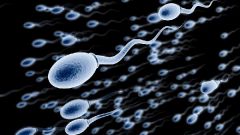 Как сперматозоиды добираются до яйцеклетки