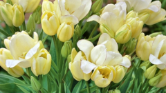 Как вырастить многоцветковые тюльпаны