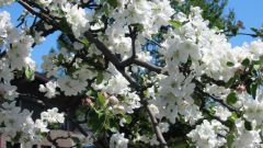 How to cut branches from the tree