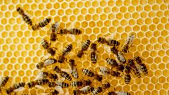 Содержание пчел в ульях-лежаках