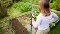 How to care for the garden