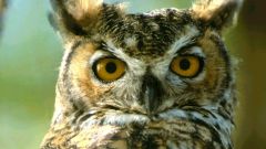 How to feed the long-eared owl