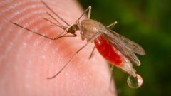 Как защититься от комариных укусов