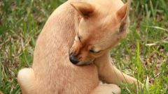 Как лечить зуд у собаки медикаментозно