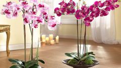 Like produces stems Orchid