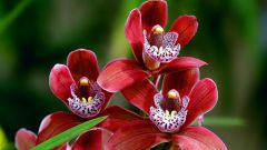 Чем подкормить засыхающую орхидею