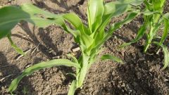 Как сеять рассаду кукурузы