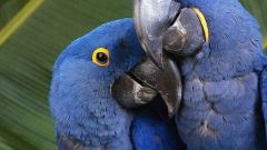 Почему попугаи умеют говорить